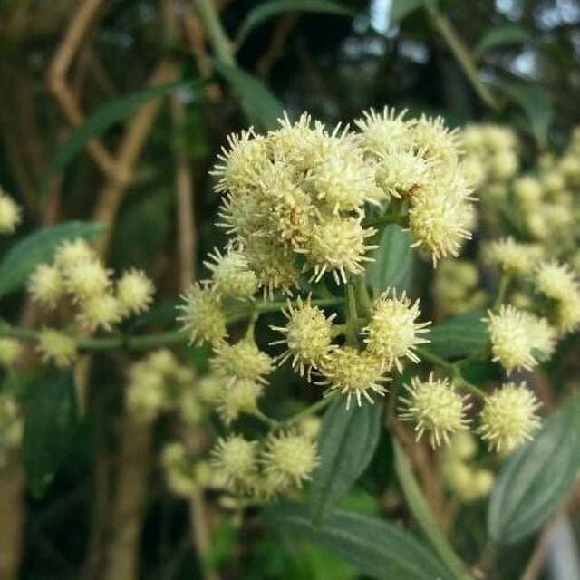 Solidago bicolor — flower
