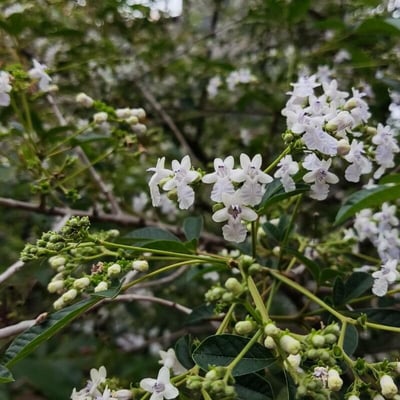 Vitex megapotamica — flower
