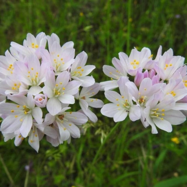 Allium roseum — flower