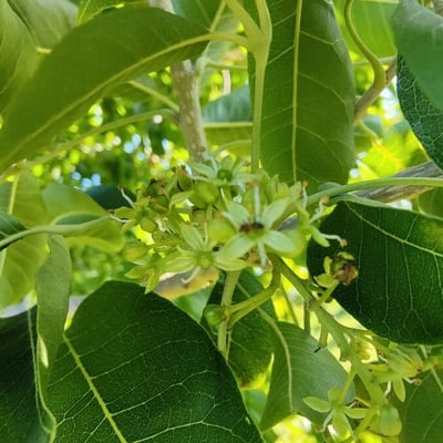 Casimiroa edulis — flower