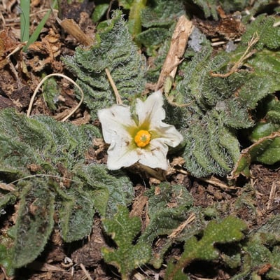 Solanum acaule — habit