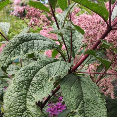 Eutrochium fistulosum — leaf