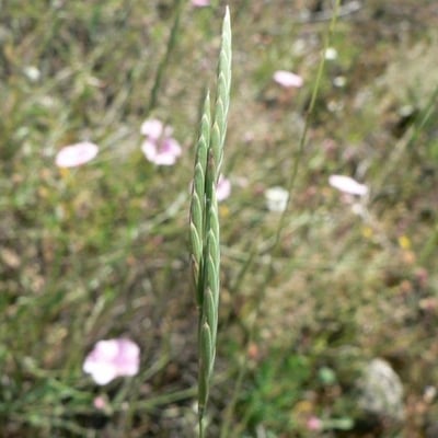 Brachypodium phoenicoides — flower