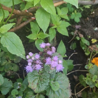 Conoclinium coelestinum — flower