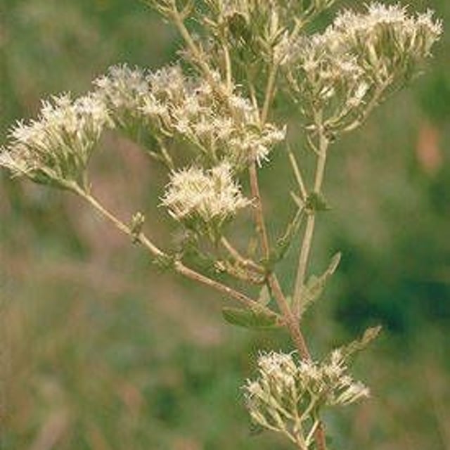 Eupatorium rotundifolium — flower