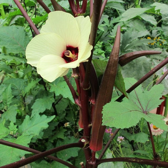 Abelmoschus esculentus — flower
