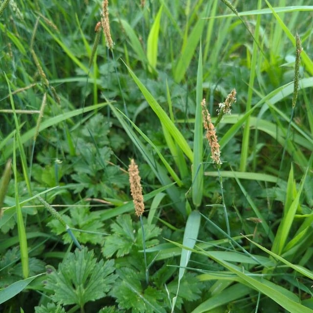 Alopecurus geniculatus — flower