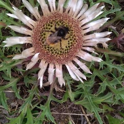 Carlina acaulis — flower