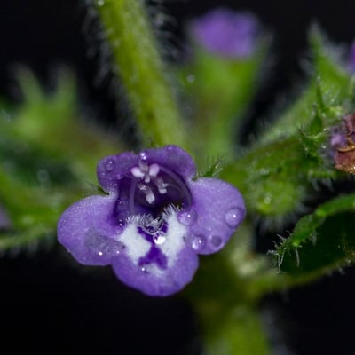 Clinopodium acinos — flower
