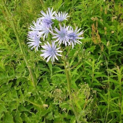 Lactuca plumieri — flower