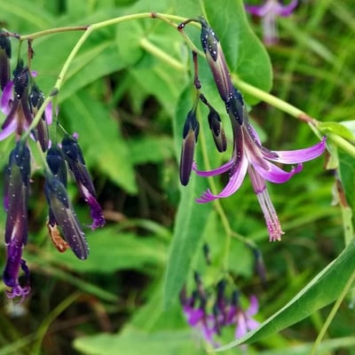 Prenanthes purpurea — flower