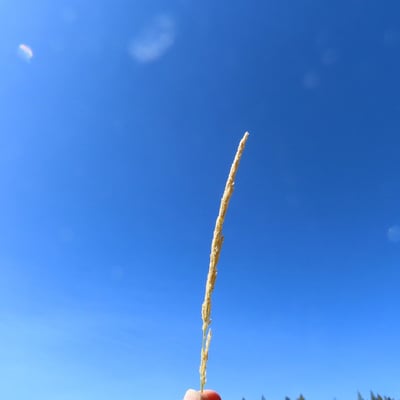 Agrostis exarata — leaf