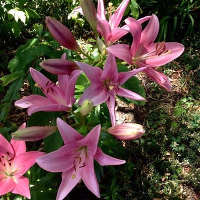 Lilium bulbiferum — flower