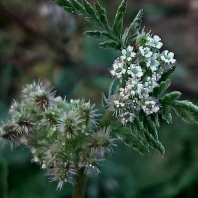 Torilis nodosa — flower