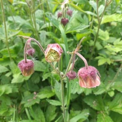 Geum rivale — flower
