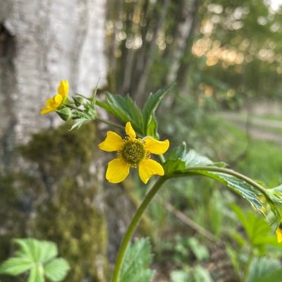 Geum macrophyllum — flower