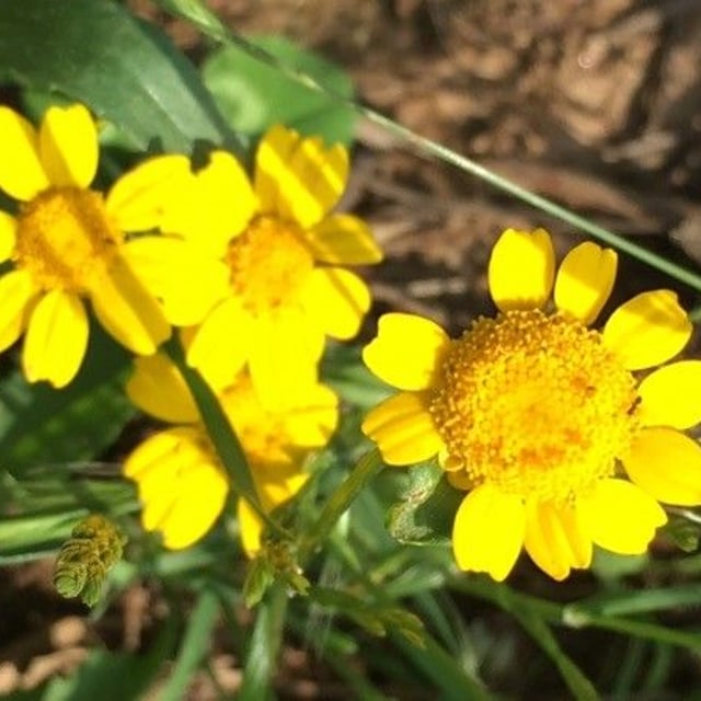 Glebionis segetum — flower
