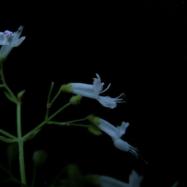 Isodon lophanthoides