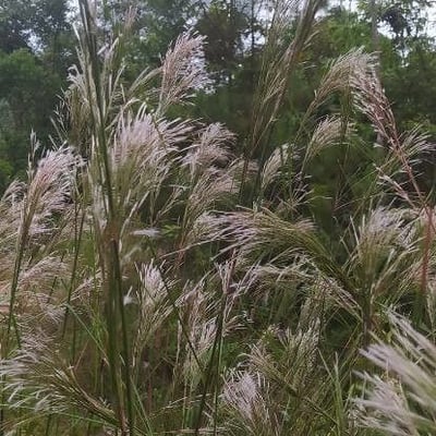 Andropogon bicornis — flower