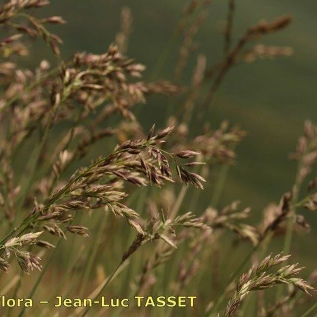 Poa cenisia — flower