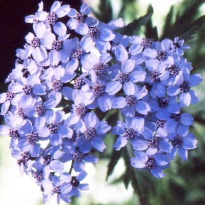 Achillea macrophylla — flower