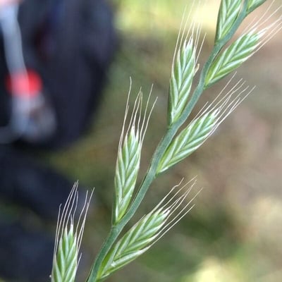 Lolium multiflorum — flower