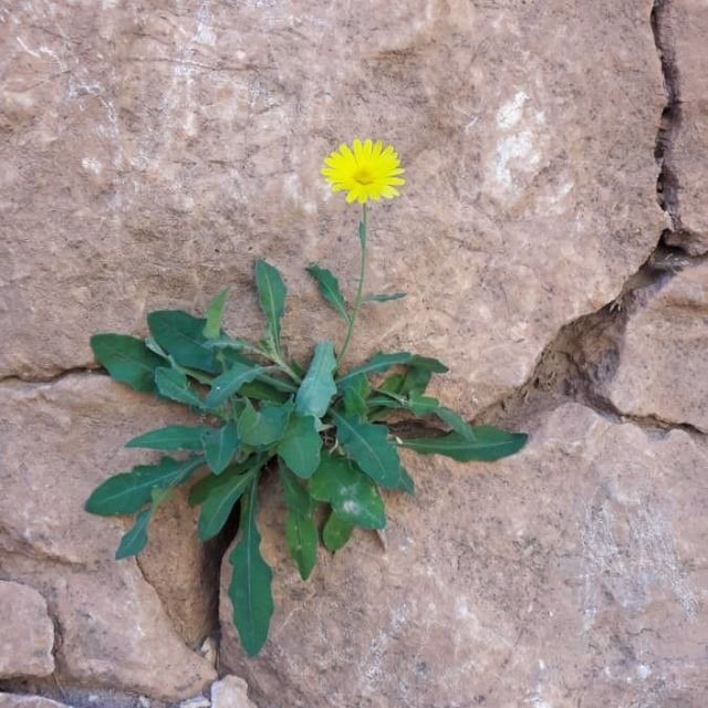 Reichardia picroides — flower