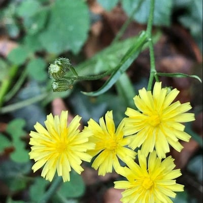 Crepis capillaris — flower
