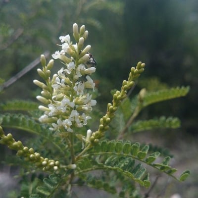 Eysenhardtia texana — flower
