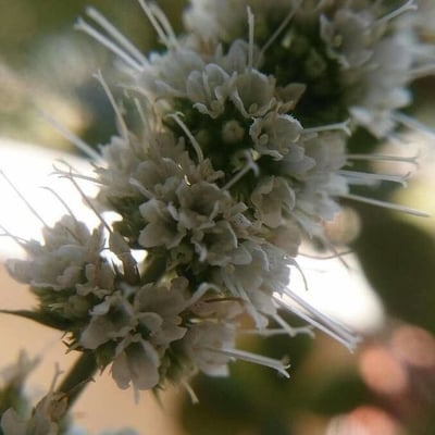 Mentha suaveolens — flower
