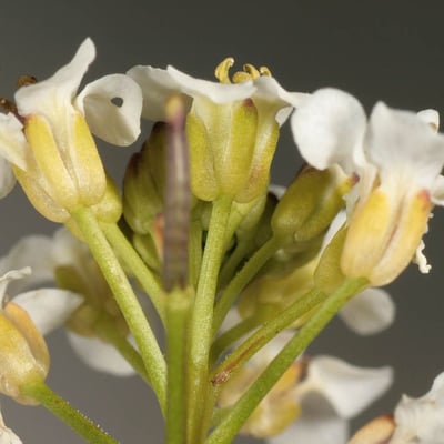 Nasturtium microphyllum — flower
