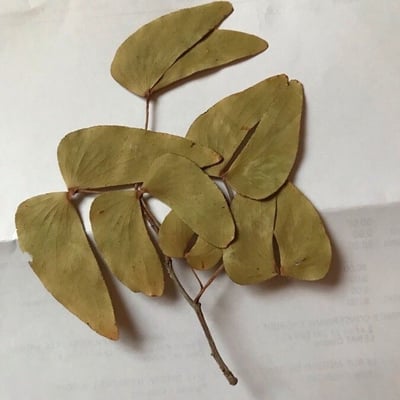 Colophospermum mopane — leaf