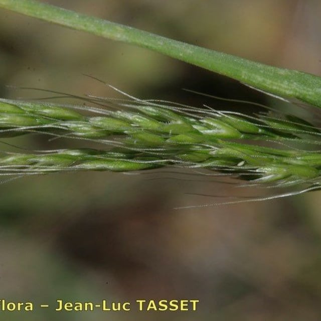Apera interrupta — flower