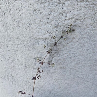 Galium parisiense — flower