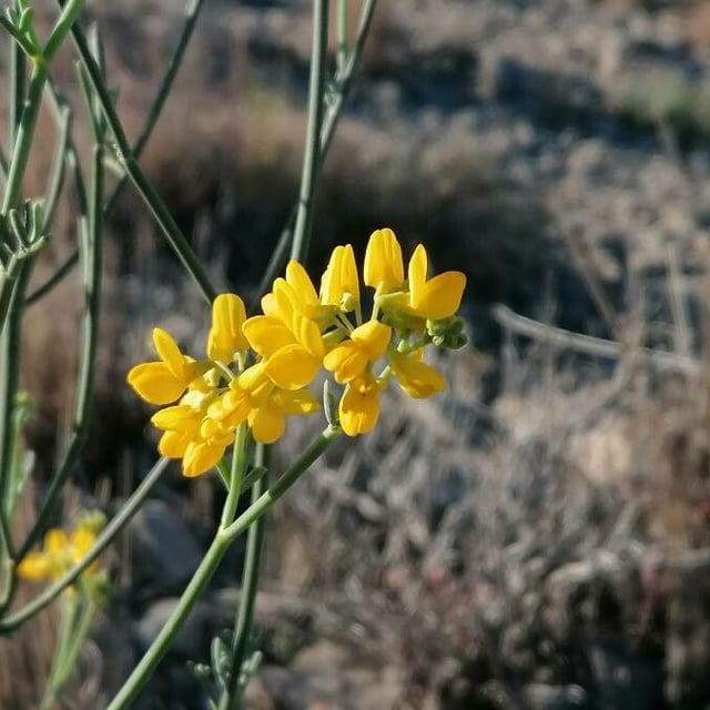 Coronilla juncea — flower