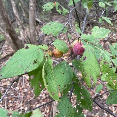 Prunus americana — leaf