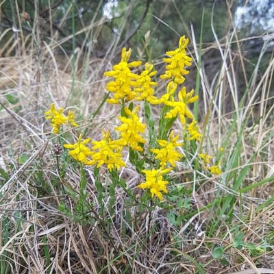 Genista germanica — flower