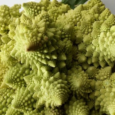 Brassica oleracea — flower