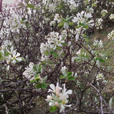 Amelanchier ovalis — flower