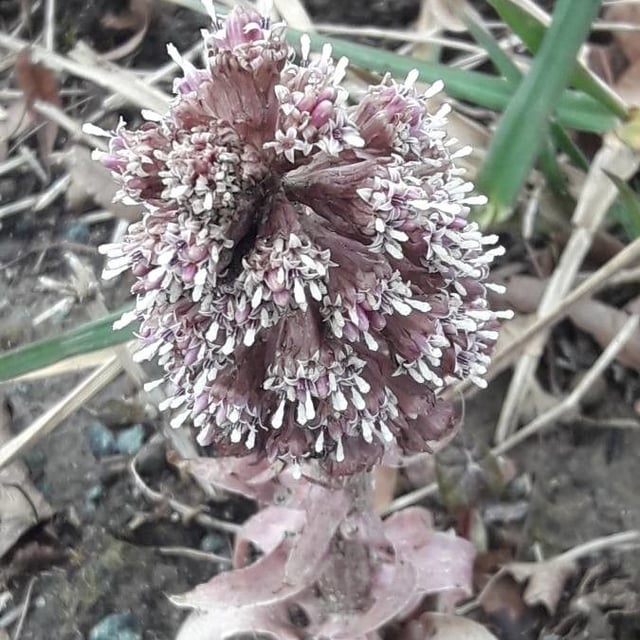 Petasites albus — flower