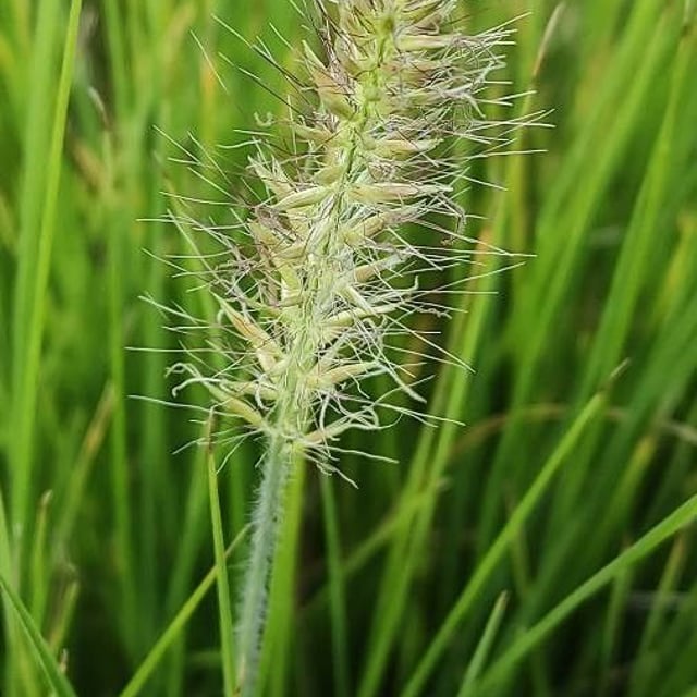 Festuca gautieri — flower