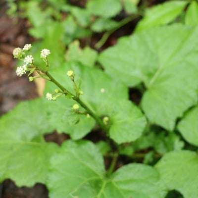 Adenocaulon himalaicum — flower