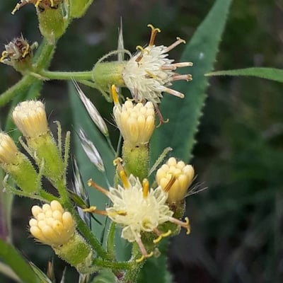 Senecio cacaliaster — flower
