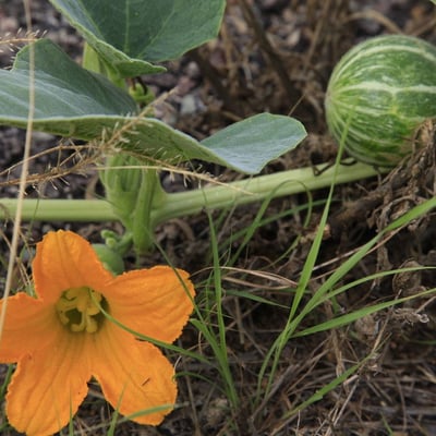 Cucurbita foetidissima — flower