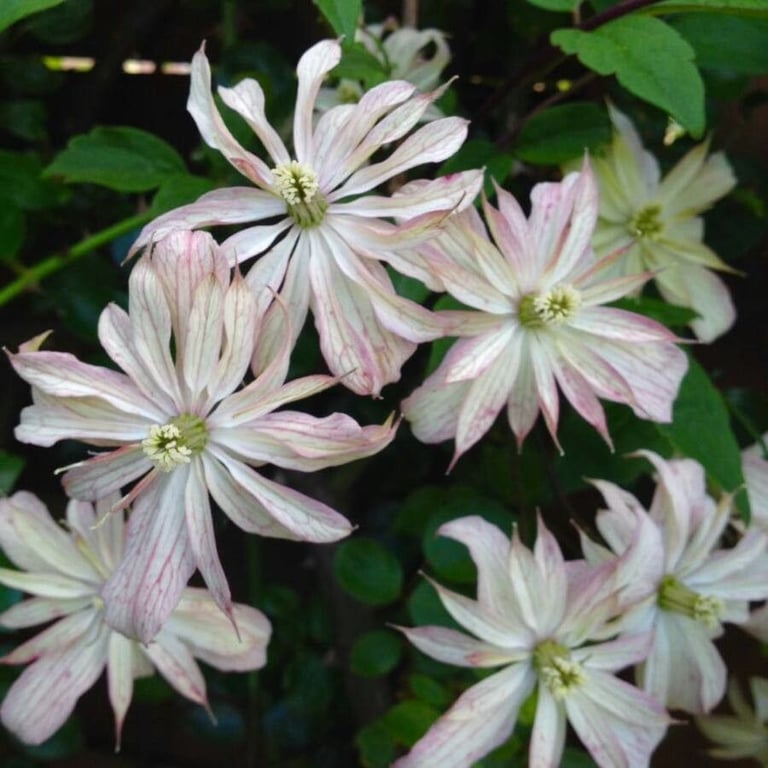 Himalayan clematis