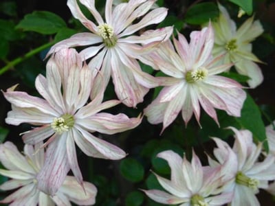 Himalayan clematis