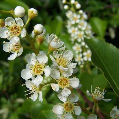 Prunus serotina — flower