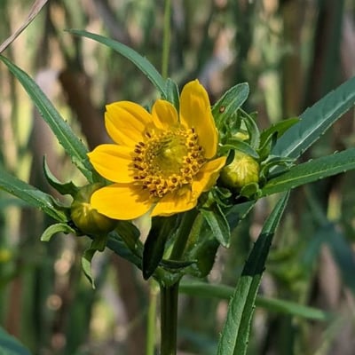 Bidens cernua — flower
