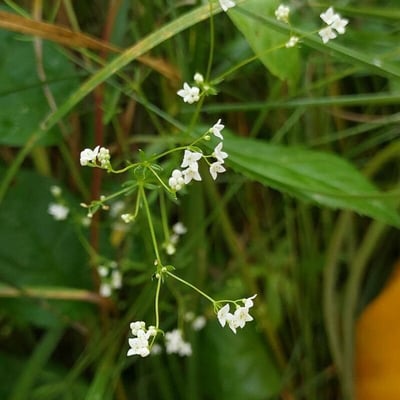 Galium uliginosum — flower