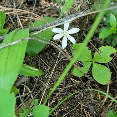 Coptis trifolia — flower
